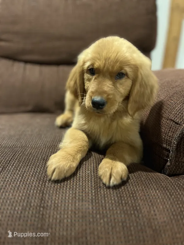 Rosie – Golden Retriever puppy for sale in Wauseon, OH