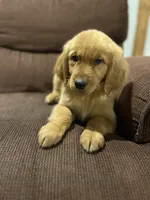 Rosie, a female Golden Retriever for sale in Wauseon, OH – 1 of 4