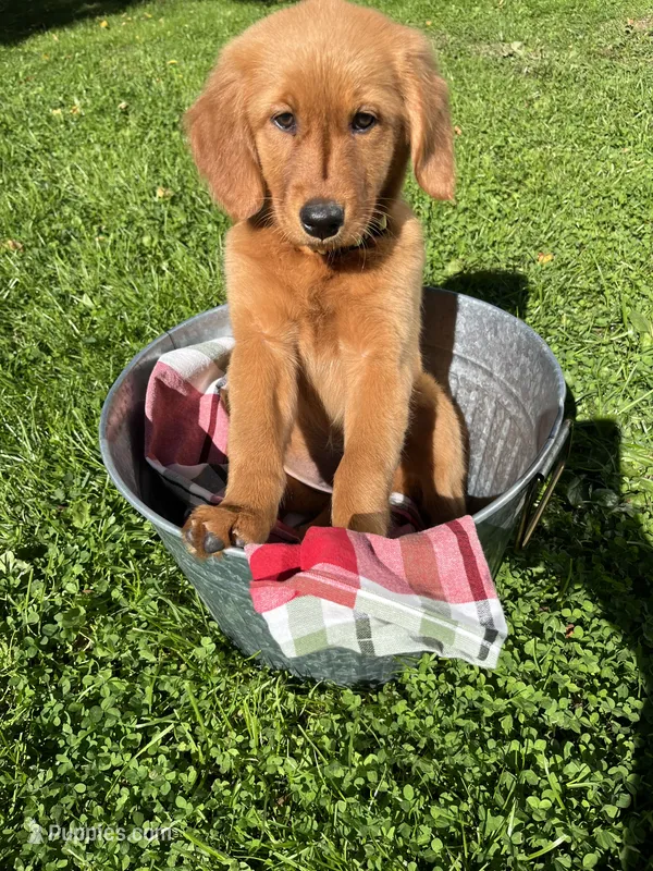 Honey – Golden Retriever puppy for sale in Wauseon, OH