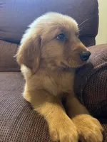Bear, a male Golden Retriever for sale in Wauseon, OH – 3 of 8