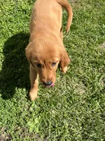 Poppy, a female Golden Retriever for sale in Wauseon, OH – 3 of 8