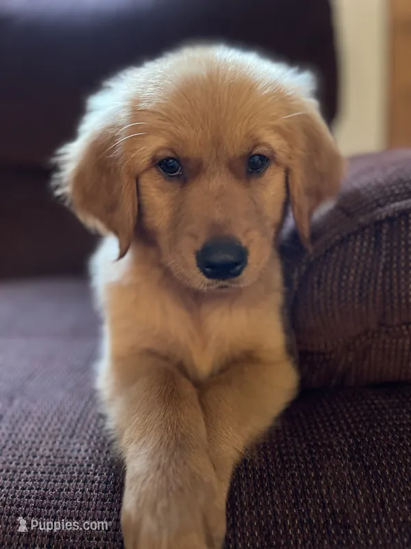 Bear – Golden Retriever puppy for sale in Wauseon, OH