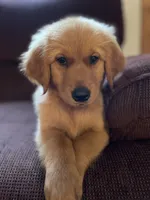 Bear, a male Golden Retriever for sale in Wauseon, OH – 1 of 8
