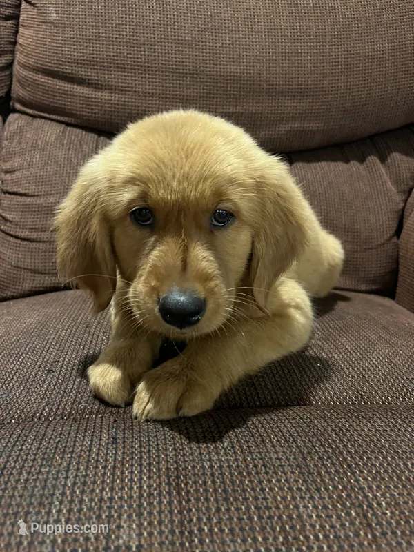 Honey – Golden Retriever puppy for sale in Wauseon, OH