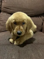 Honey, a female Golden Retriever for sale in Wauseon, OH – 1 of 2