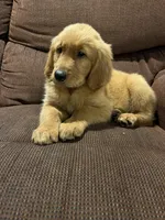 Teddy, a male Golden Retriever for sale in Wauseon, OH – 5 of 7