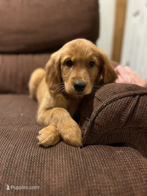 Daisy – Golden Retriever puppy for sale in Wauseon, OH