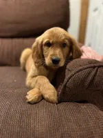 Daisy, a female Golden Retriever for sale in Wauseon, OH – 1 of 4