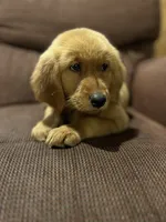 Honey, a female Golden Retriever for sale in Wauseon, OH – 2 of 2