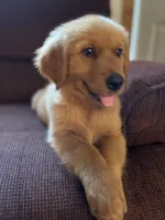 Bear, a male Golden Retriever for sale in Wauseon, OH – 2 of 8