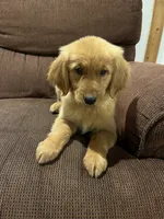 Rosie, a female Golden Retriever for sale in Wauseon, OH – 2 of 4