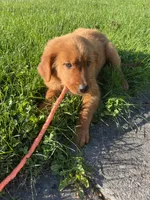 Nova, a female Golden Retriever for sale in Wauseon, OH – 3 of 7