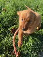 Nova, a female Golden Retriever for sale in Wauseon, OH – 6 of 7
