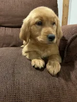 Poppy, a female Golden Retriever for sale in Wauseon, OH – 2 of 5