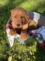 Nova, a female Golden Retriever for sale in Wauseon, OH – 2 of 7
