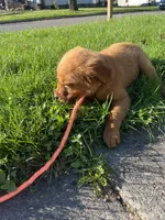 Nova, a female Golden Retriever for sale in Wauseon, OH – 5 of 7