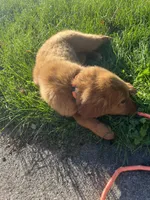 Nova, a female Golden Retriever for sale in Wauseon, OH – 4 of 7