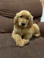 Teddy, a male Golden Retriever for sale in Wauseon, OH – 2 of 7