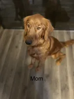 Bear, a male Golden Retriever for sale in Wauseon, OH – 8 of 8