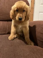 Teddy, a male Golden Retriever for sale in Wauseon, OH – 4 of 7