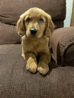 Daisy, a female Golden Retriever for sale in Wauseon, OH – 2 of 4
