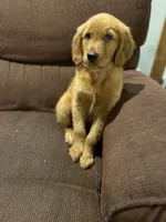 Daisy, a female Golden Retriever for sale in Wauseon, OH – 3 of 4