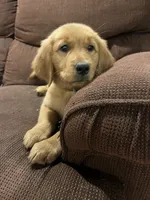 Poppy, a female Golden Retriever for sale in Wauseon, OH – 4 of 5