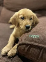 Poppy, a female Golden Retriever for sale in Wauseon, OH – 4 of 8