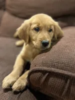 Poppy, a female Golden Retriever for sale in Wauseon, OH – 1 of 5