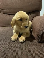 Rosie, a female Golden Retriever for sale in Wauseon, OH – 3 of 4
