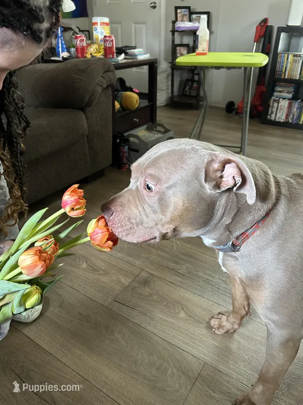 Pudge  – American Bully puppy for sale in Greenwood, IN