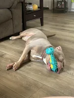 Pudge , a male American Bully for sale in Greenwood, IN – Photo 2 of 3