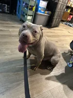 Pudge , a male American Bully for sale in Greenwood, IN – Photo 3 of 3