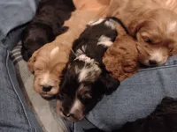 processed/c37ef8c7-66fa-4aa6-954d-c8ff8b0e4ea2/facility/cfcf52d4-6c21-4d35-ac1f-15225a8870cf