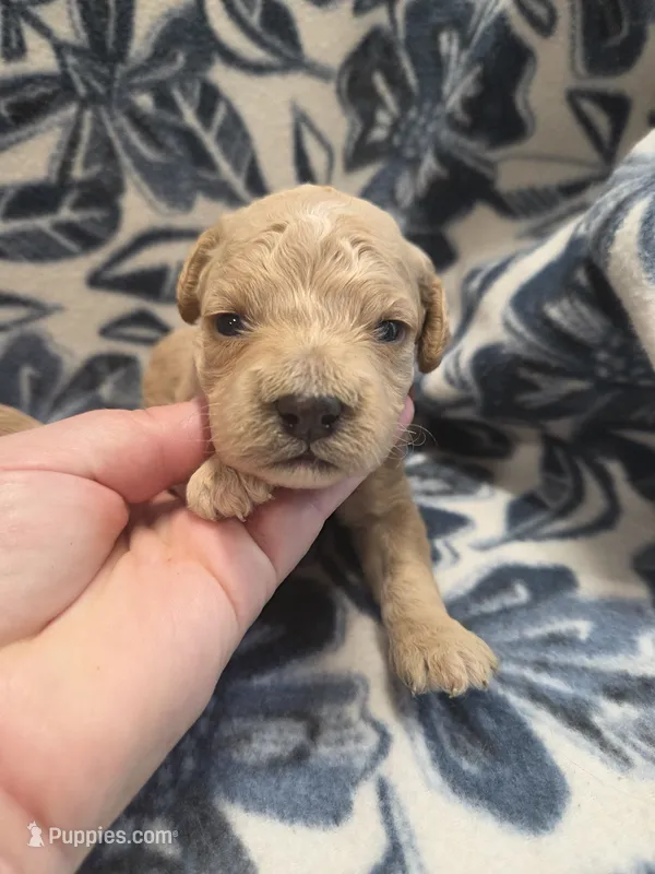 Amethyst – Cockapoo puppy for sale in Knoxville, IA