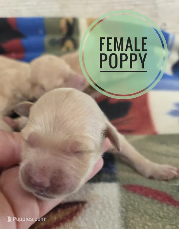 Poppy  – Miniature Golden Retriever puppy for sale in Knoxville, IA