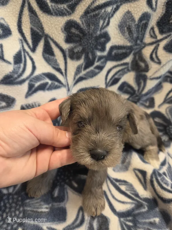 Augustus – Miniature Schnauzer puppy for sale in Knoxville, IA