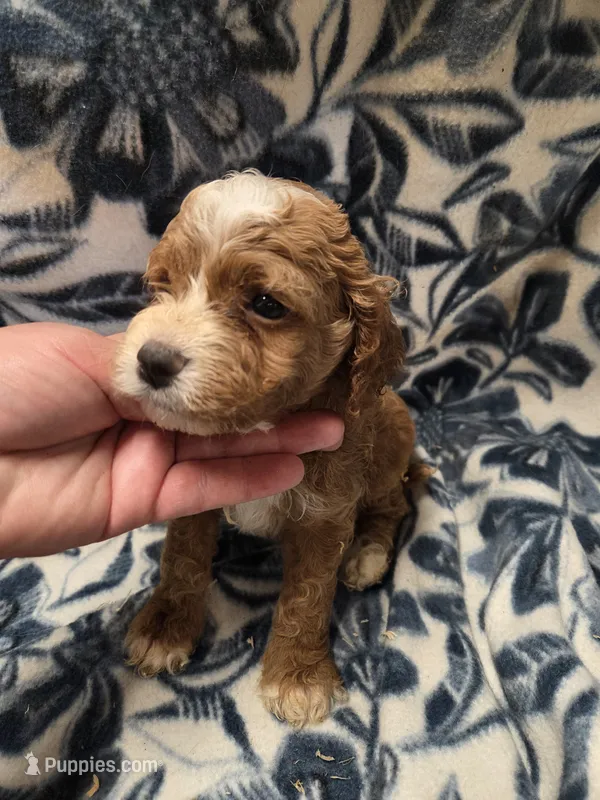 Abraham – Cockapoo puppy for sale in Knoxville, IA