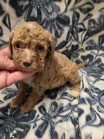 Alice , a female Cockapoo for sale in Knoxville, IA – 2 of 3