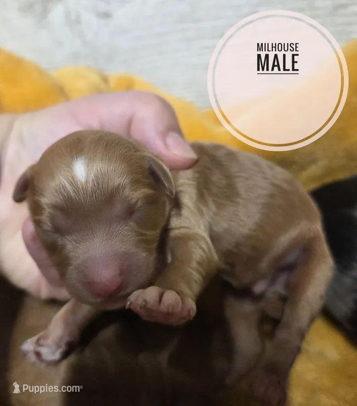 Milhouse – Miniature Aussiedoodle puppy for sale in Knoxville, IA