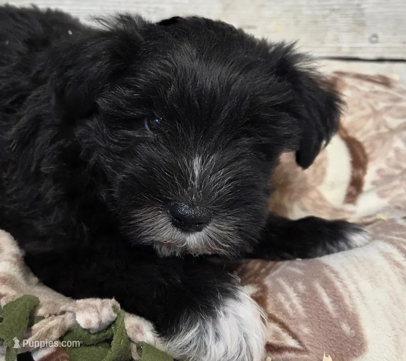 Bertie – Miniature Schnauzer puppy for sale in Knoxville, IA