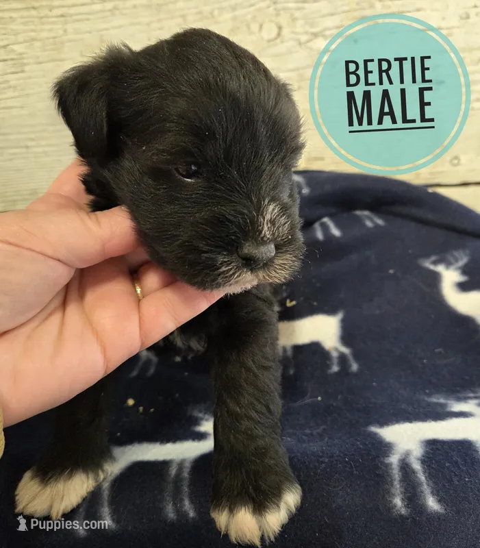 Bertie – Miniature Schnauzer puppy for sale in Knoxville, IA