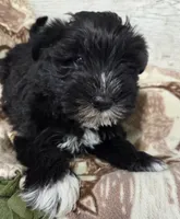 Bertie, a male Miniature Schnauzer for sale in Knoxville, IA – Photo 2 of 2