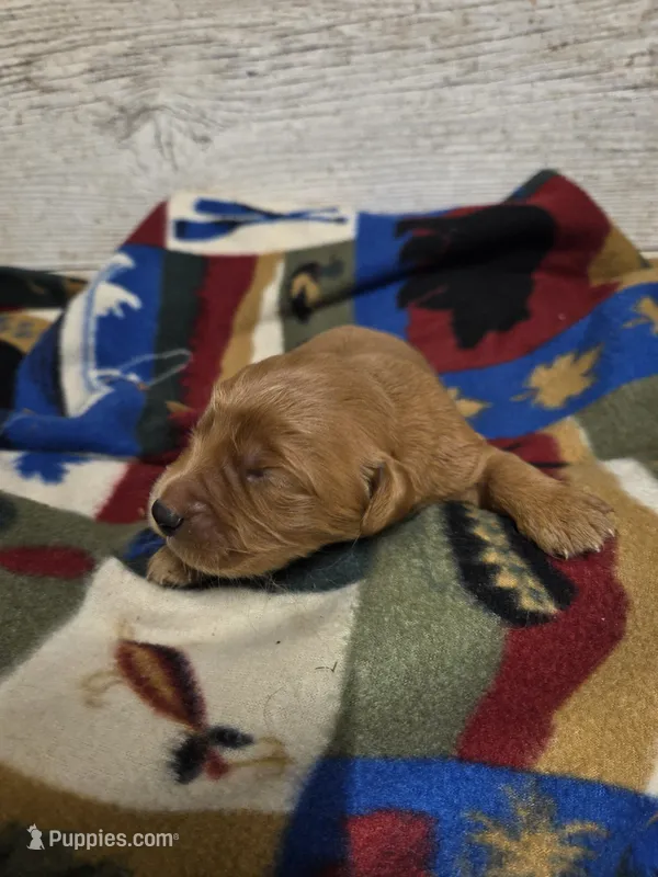 Finch  – Miniature Golden Retriever puppy for sale in Knoxville, IA