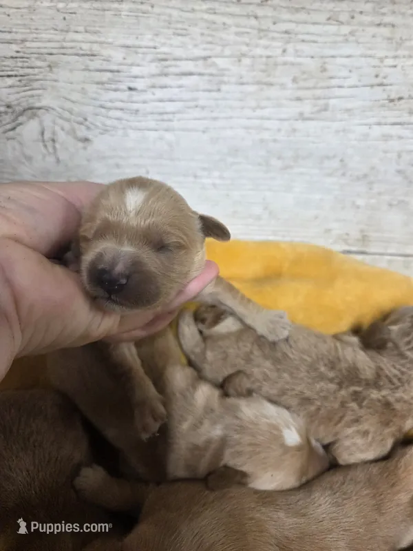 Jethro  – Miniature Golden Retriever puppy for sale in Knoxville, IA