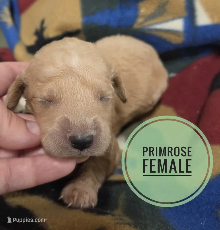 Primrose  – Miniature Golden Retriever puppy for sale in Knoxville, IA
