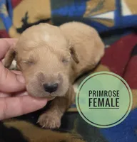 Primrose , a female Miniature Golden Retriever for sale in Knoxville, IA – 1 of 3