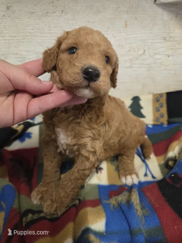 Ducky moyen size – Poodle - Miniature  puppy for sale in Knoxville, IA
