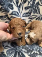 Adam , a male Cockapoo for sale in Knoxville, IA – 3 of 3