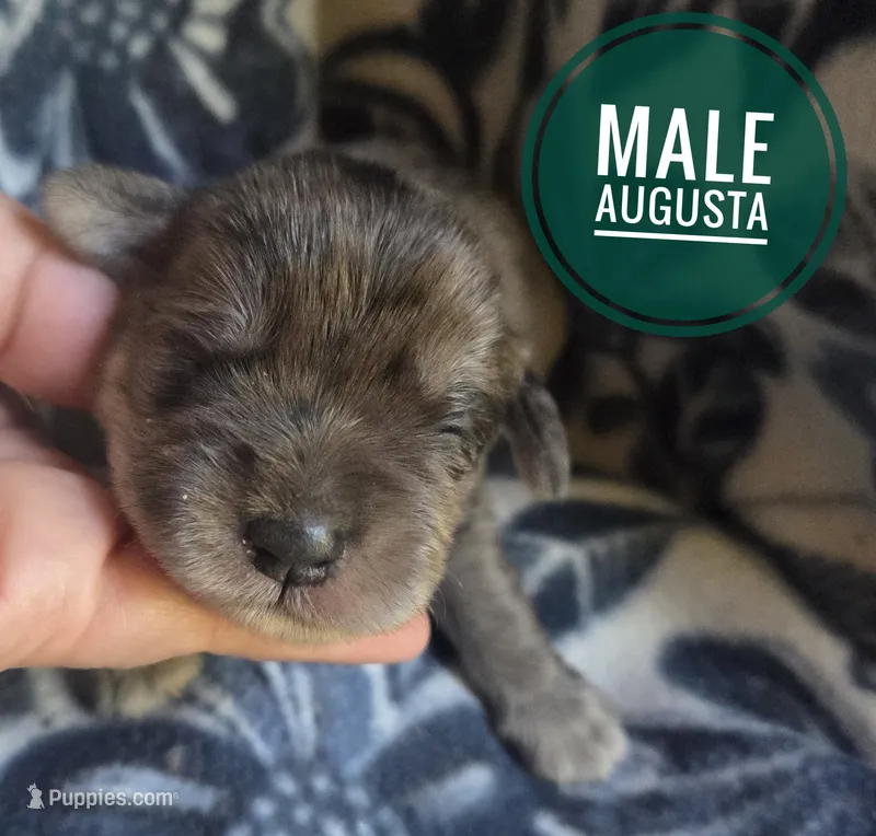 Augustus – Miniature Schnauzer puppy for sale in Knoxville, IA